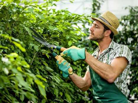 Regular hedge trimming service for a well-kept Downham property