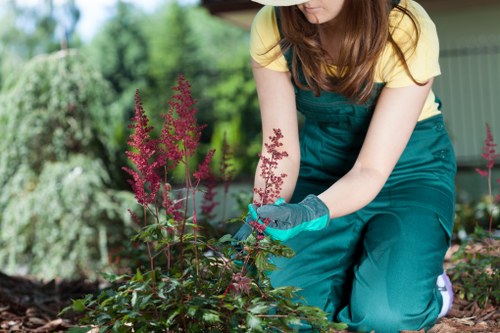 Tree surgeon assessing a mature tree near a garden boundary