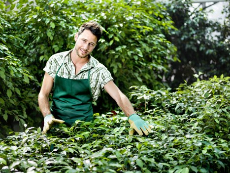 Tree surgeons providing careful long-term tree care in Downham